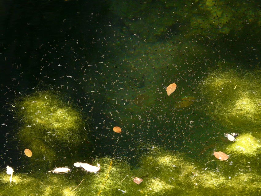 Rio Salivoli (Piombino) - rospi smeraldini in citt!